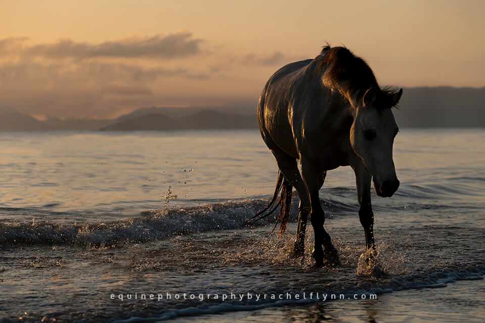 Equine Photography by Rachel Flynn